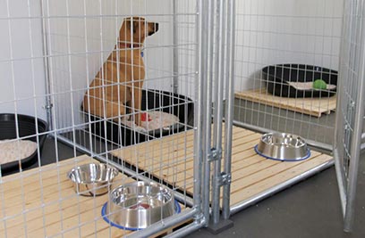 A pet friendly space at SHINE Refuge Centre