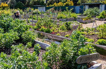Summer Crops for Marton Community Garden
