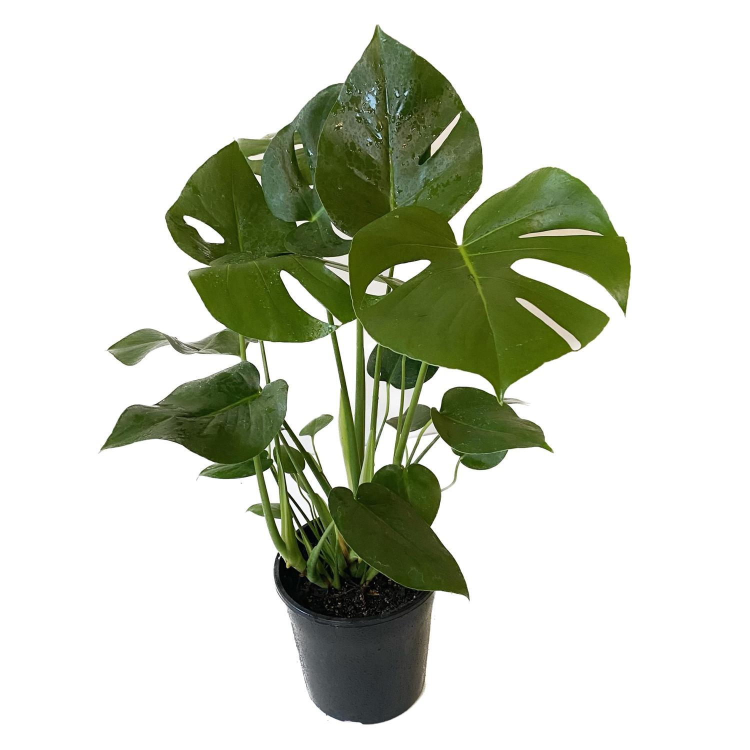 pothos n'joy plant Epi Pothos N'Joy