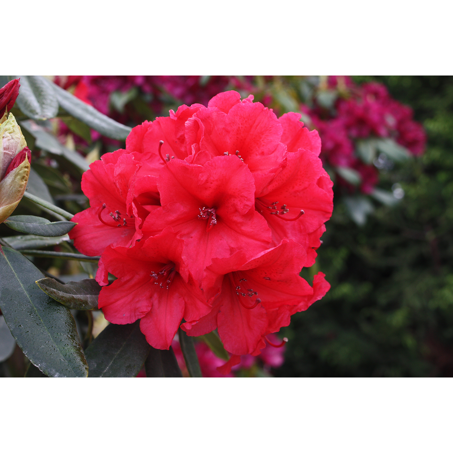 Rhododendron Vulcan's Flame 6 litre Red | Mitre10