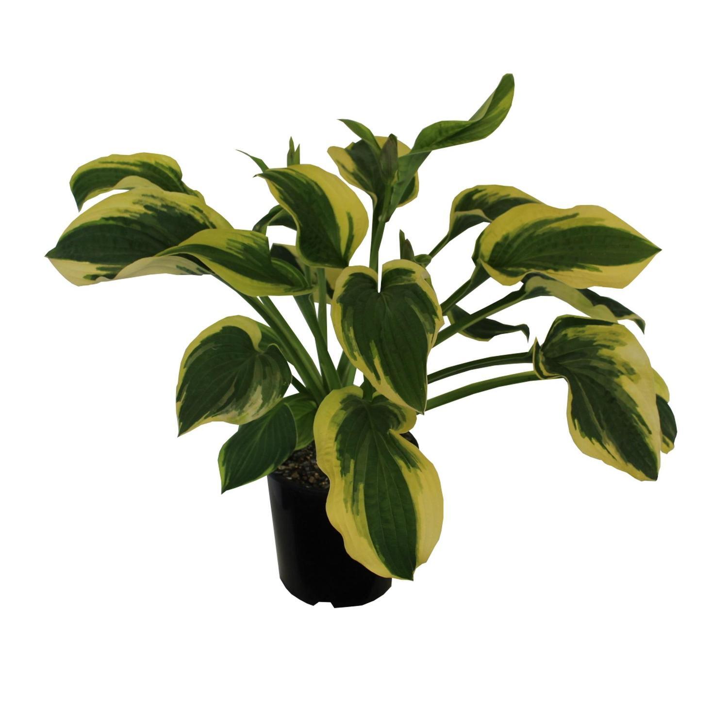 Hosta Wide Brim 2 Litre | Mitre10