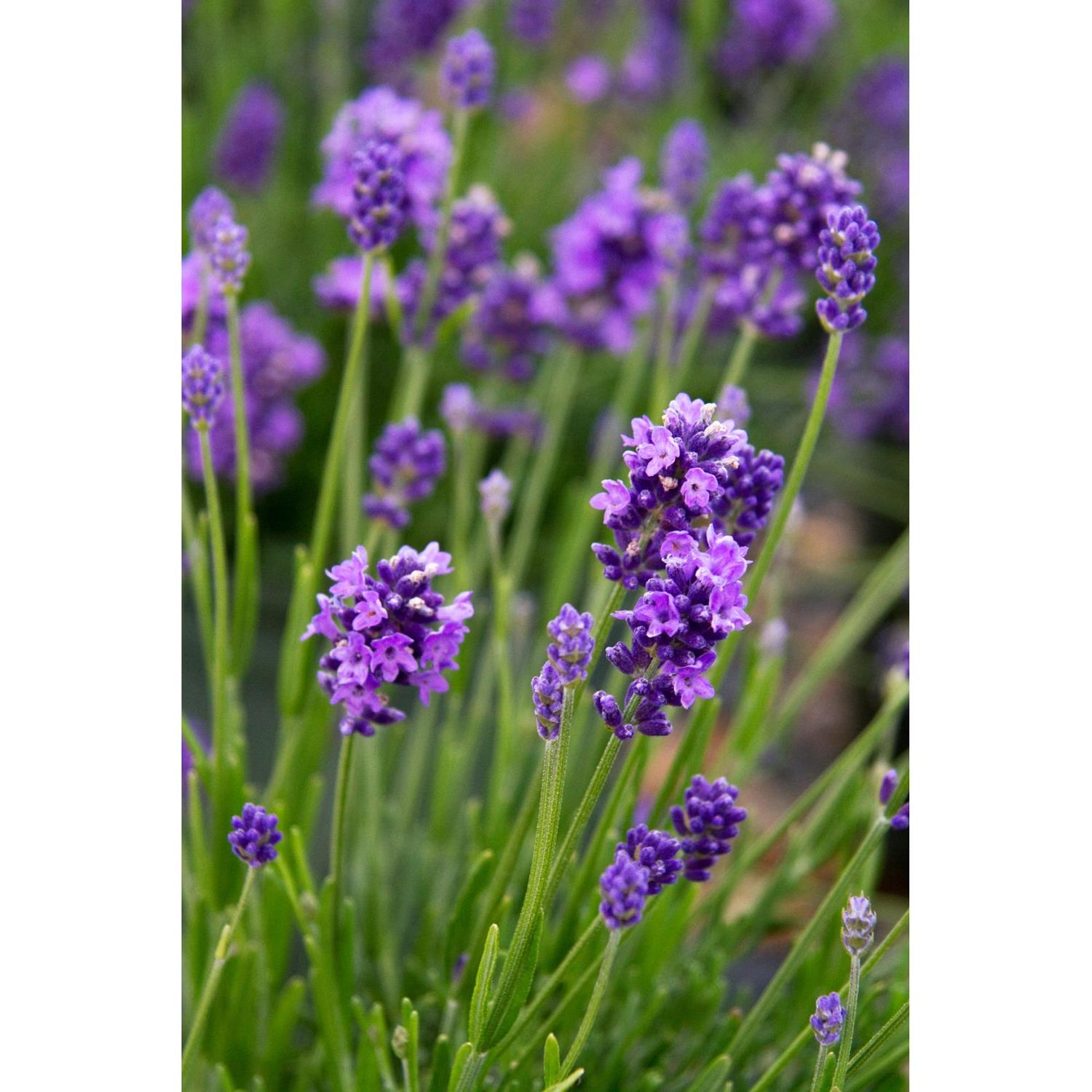 Lavender Thumbelina Leigh 1.9 litre | Mitre10
