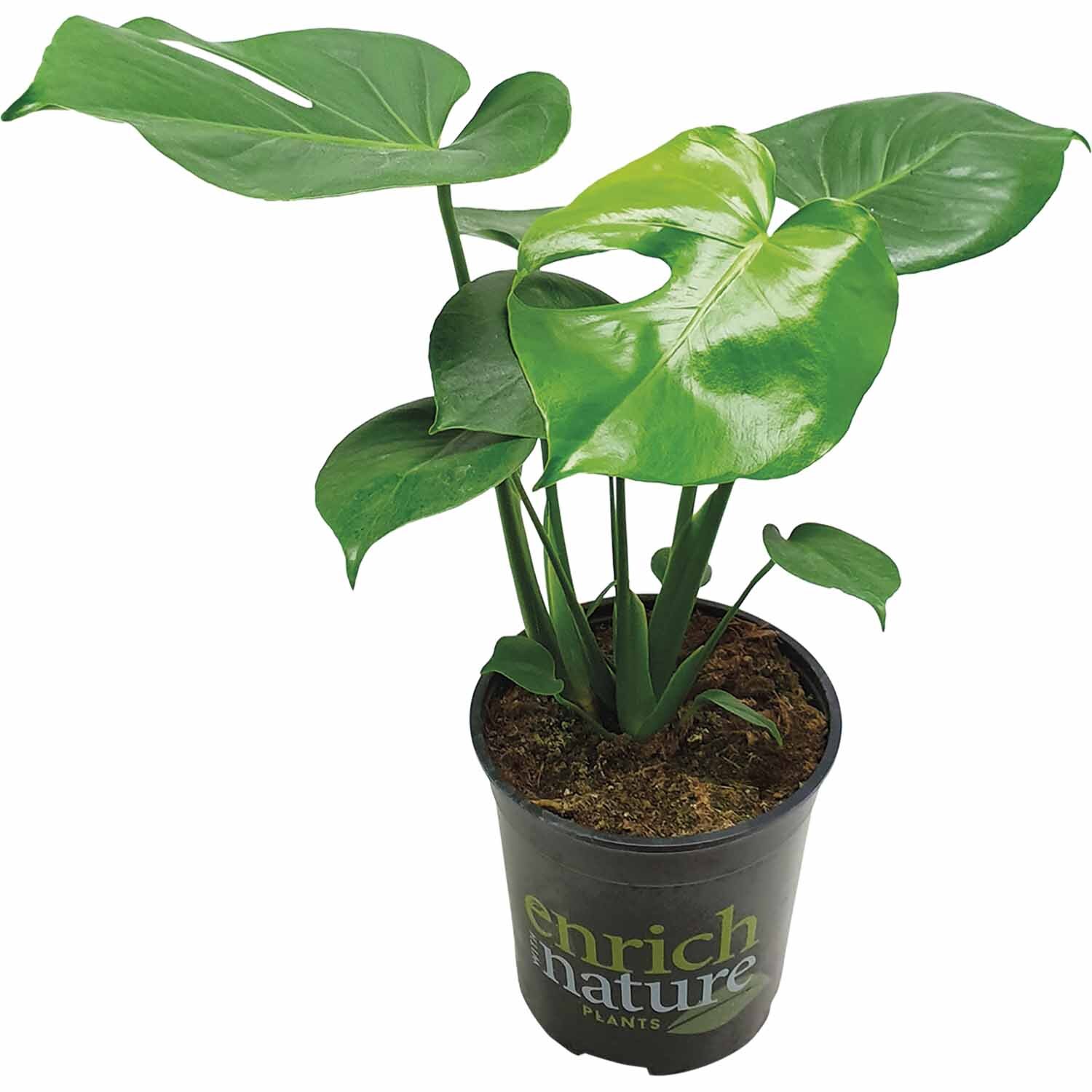 Enrich with Nature | Monstera Deliciosa | Mitre10