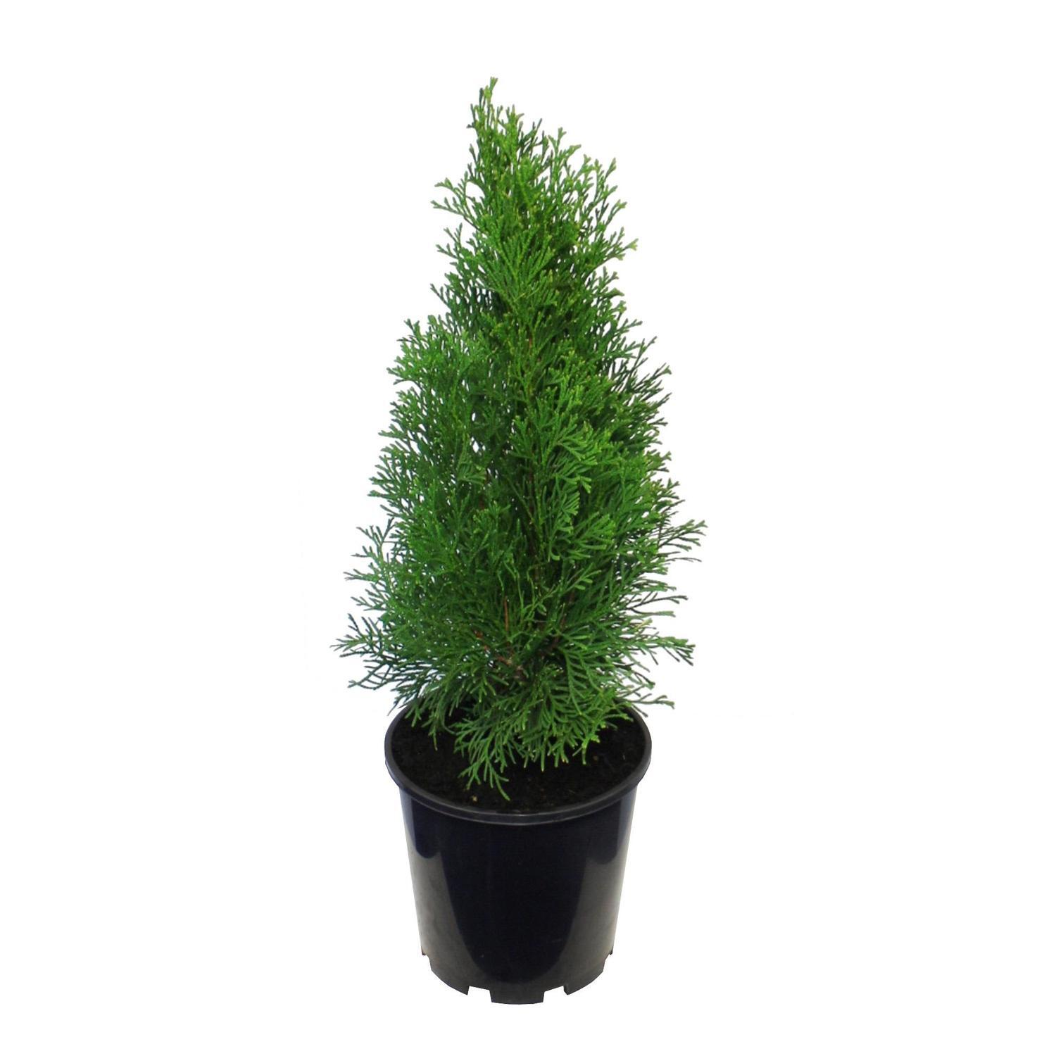 beleuchtung weihnachtsstern Weißer Stern (20 cm) main image 1