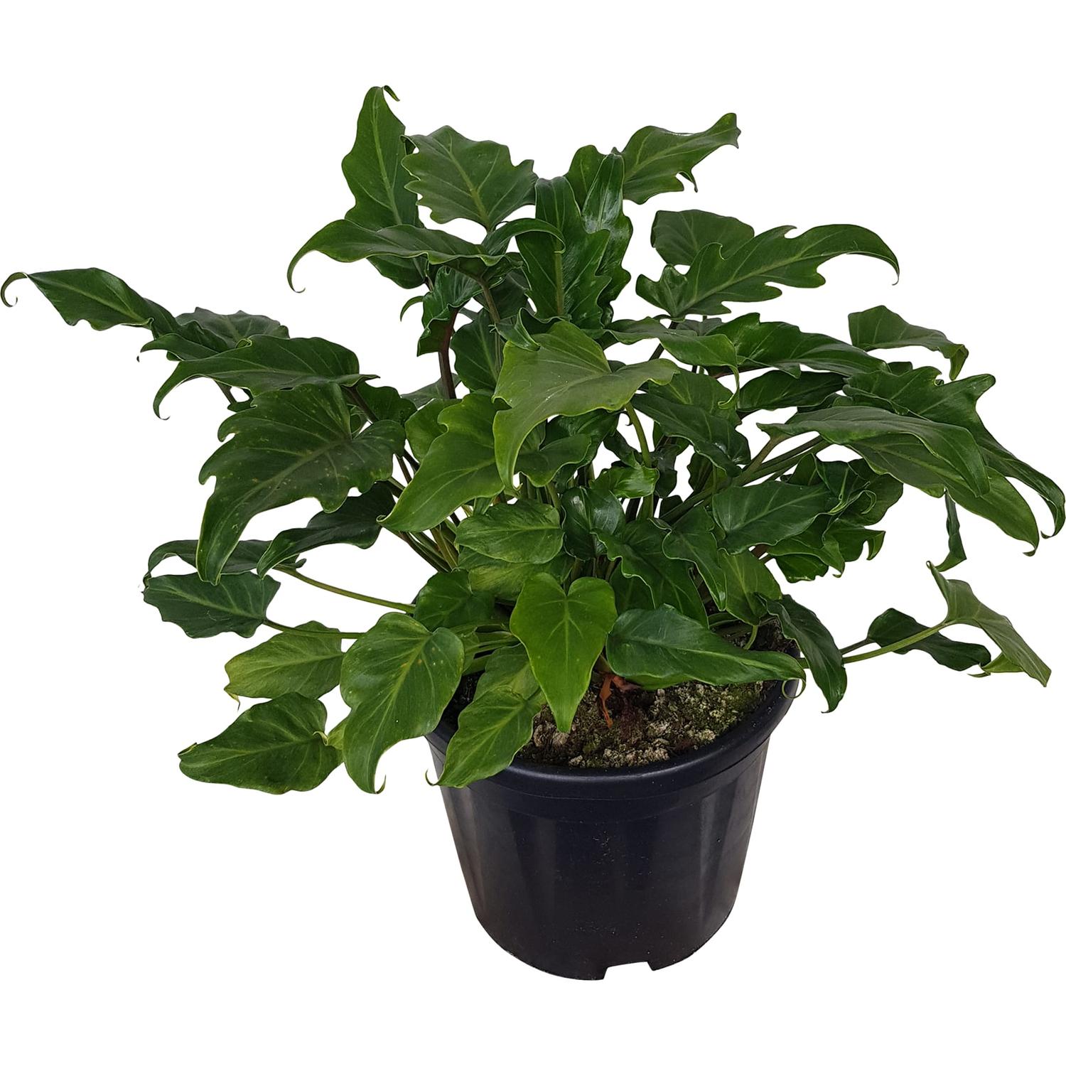 Landscape Stars | Philodendron Xanadu 10 litre | Mitre10