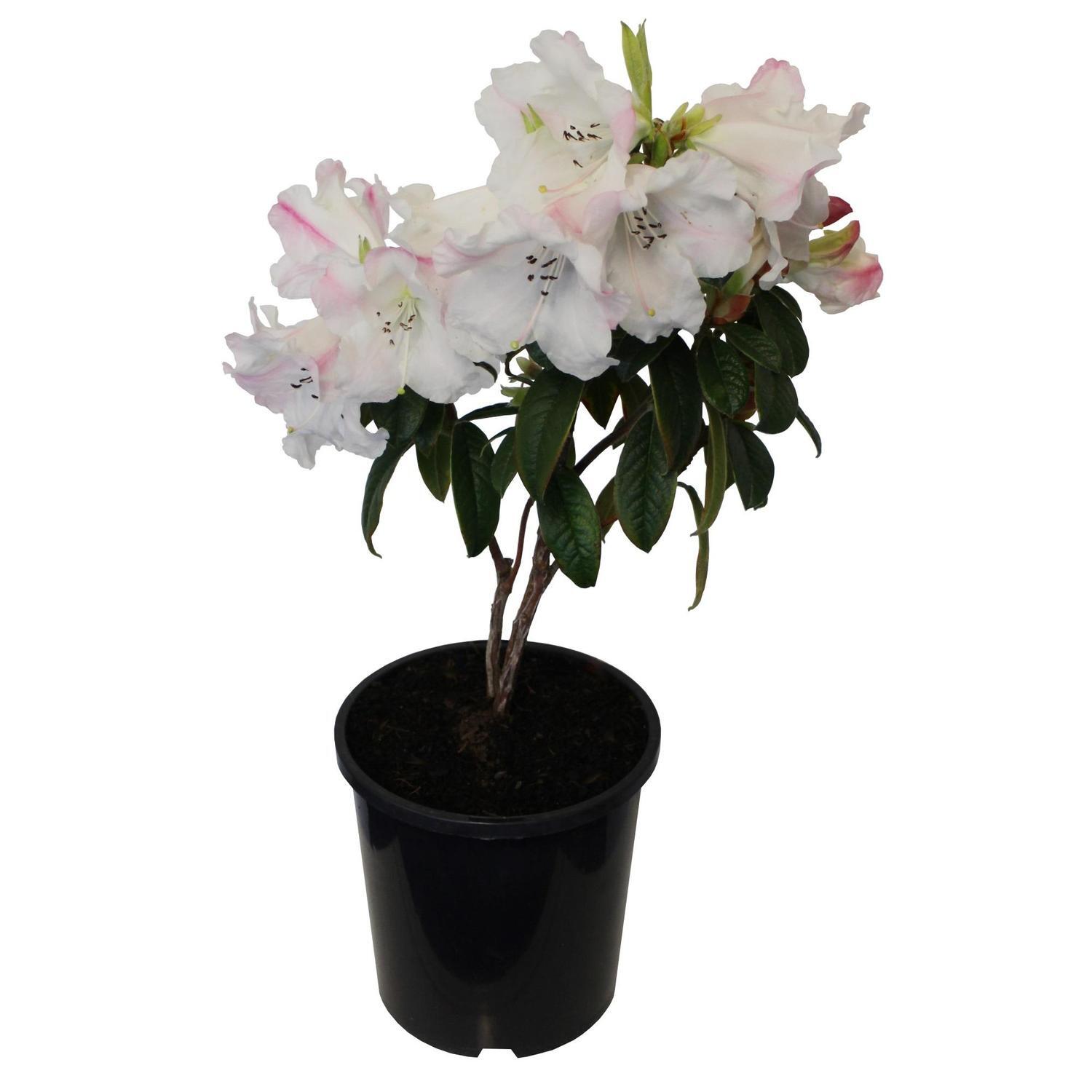 Rhododendron 'Princess Alice' 2.5 litre | Mitre10