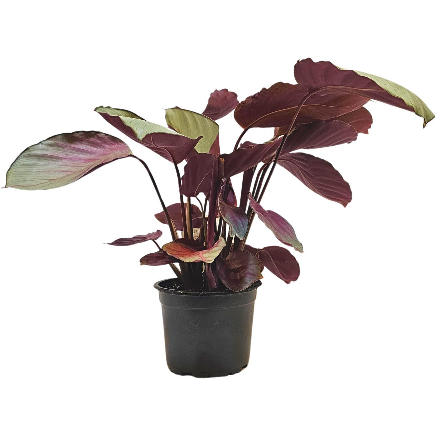 Gellerts | Calathea Silverplate 14cm | Mitre10