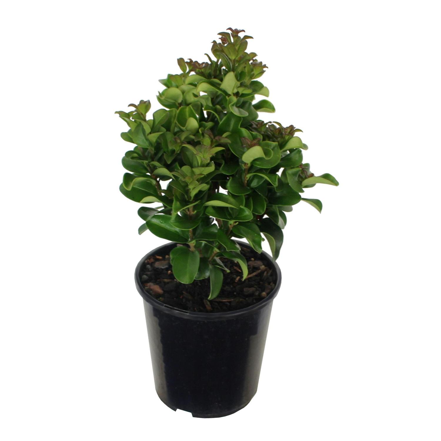Ligustrum japonicum Rotundifolium 2 litre | Mitre10