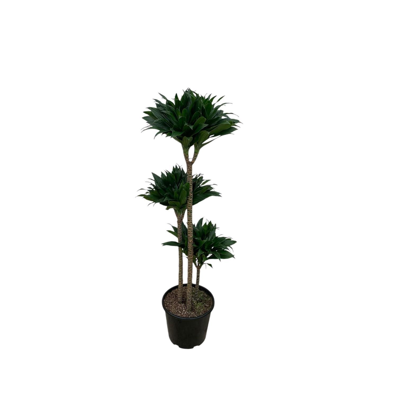 efeutute senker Efeutute kaufen | Epipremnum main image 1