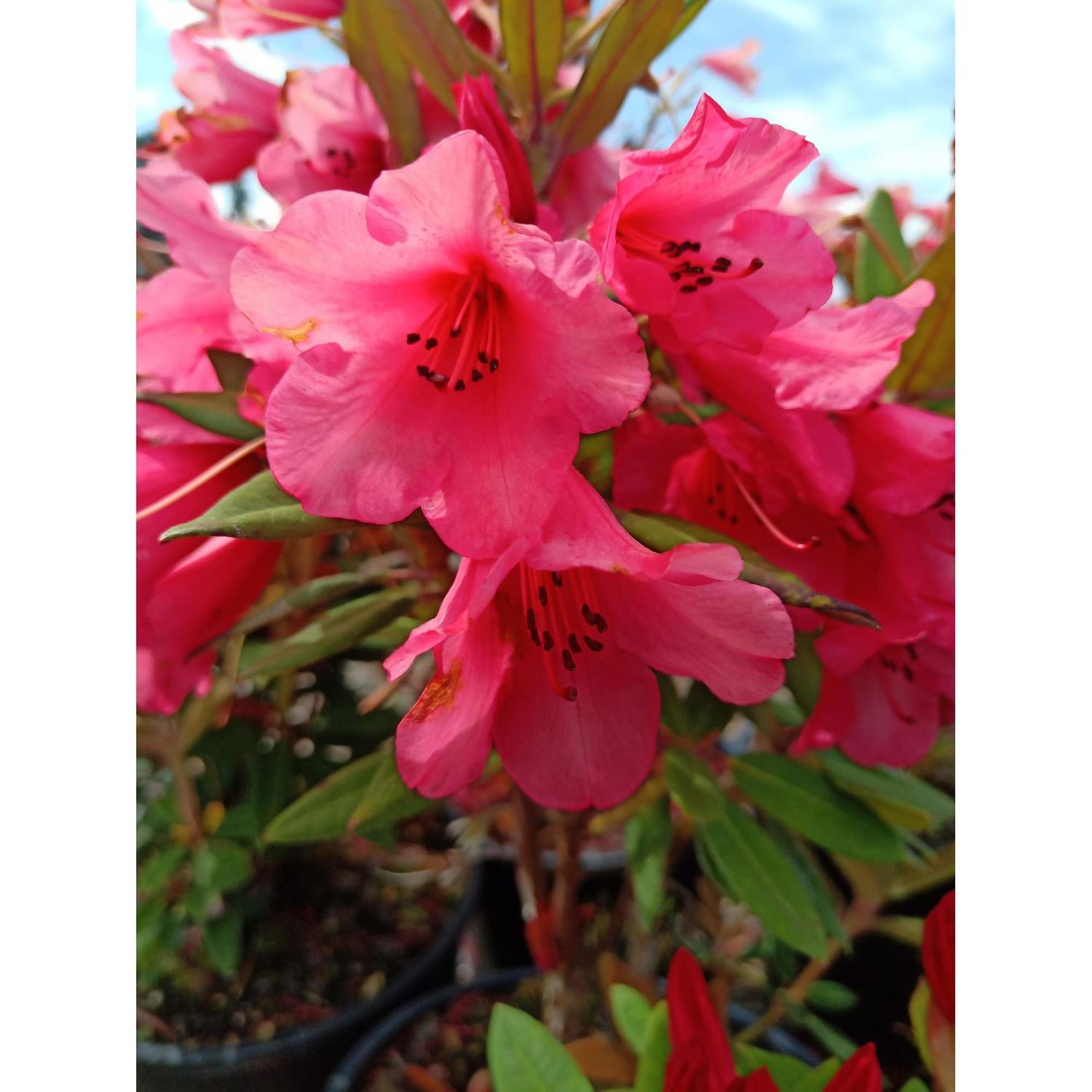 Rhododendron Winsome 6 litre | Mitre10