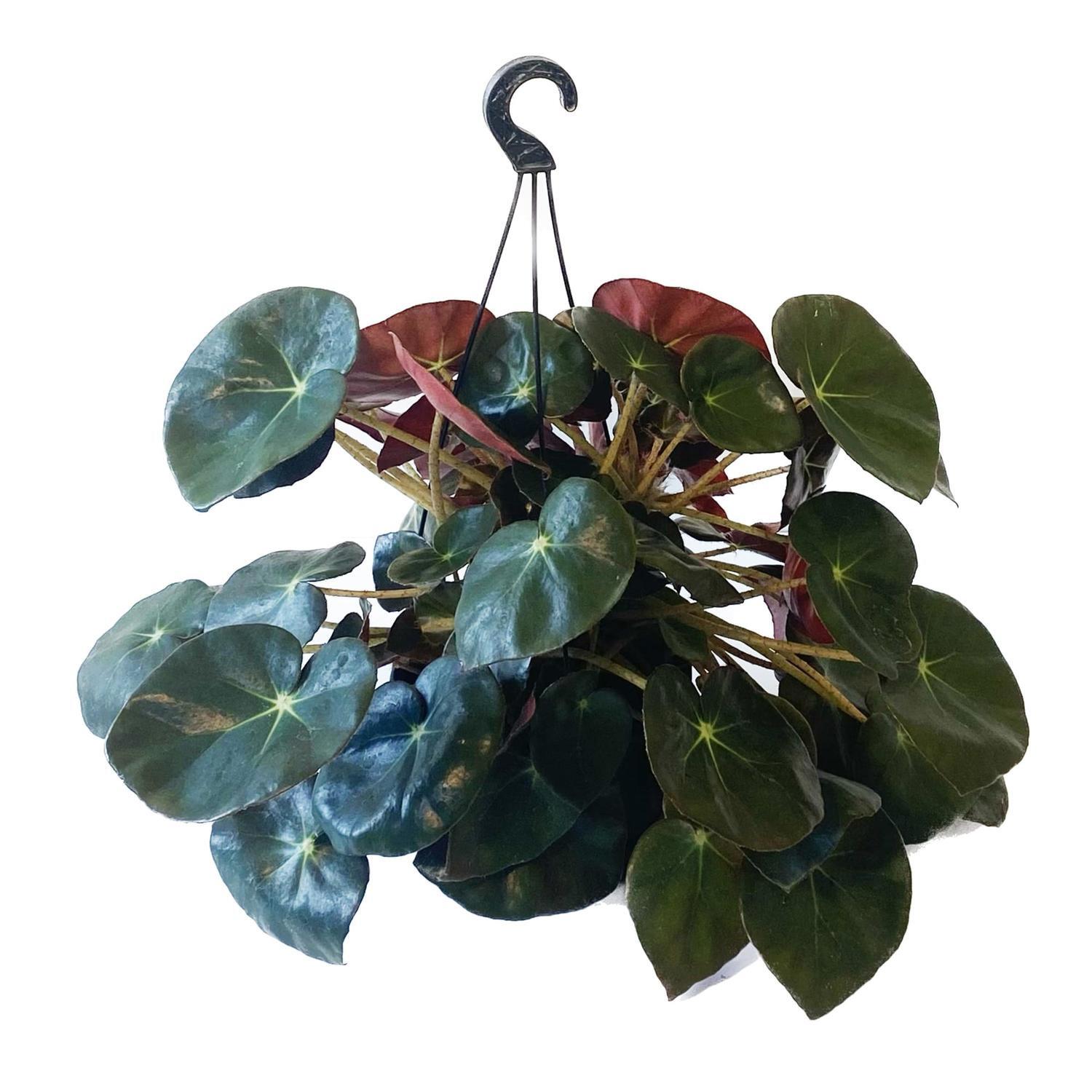 black zz plant for sale in usa Zamioculcas zamiifolia 'Raven'