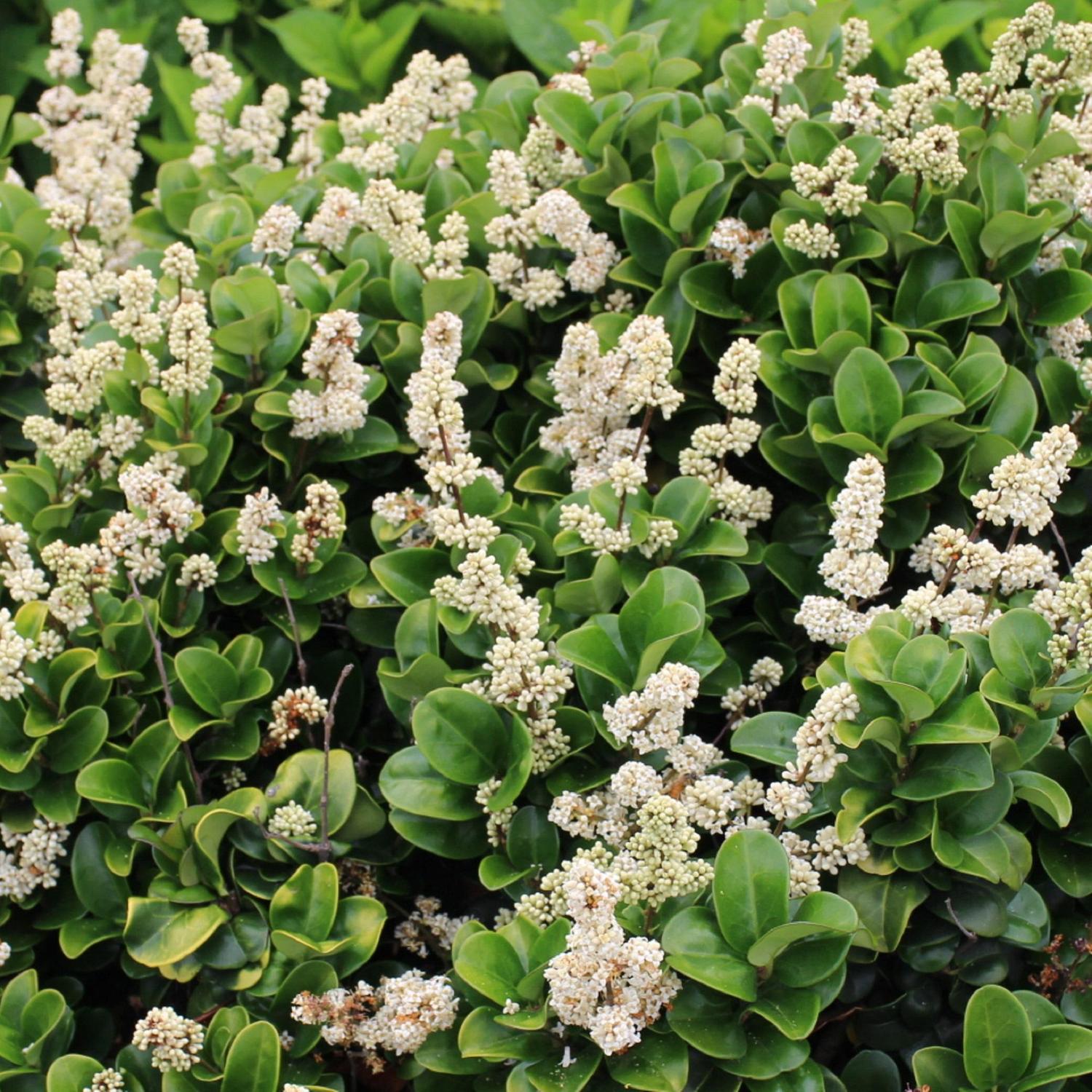 Ligustrum japonicum Rotundifolium 2 litre | Mitre10