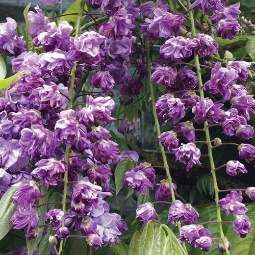 wisteria sinensis stamm Chinesischer Blauregen auf Stamm - Wisteria sinensis main image 1