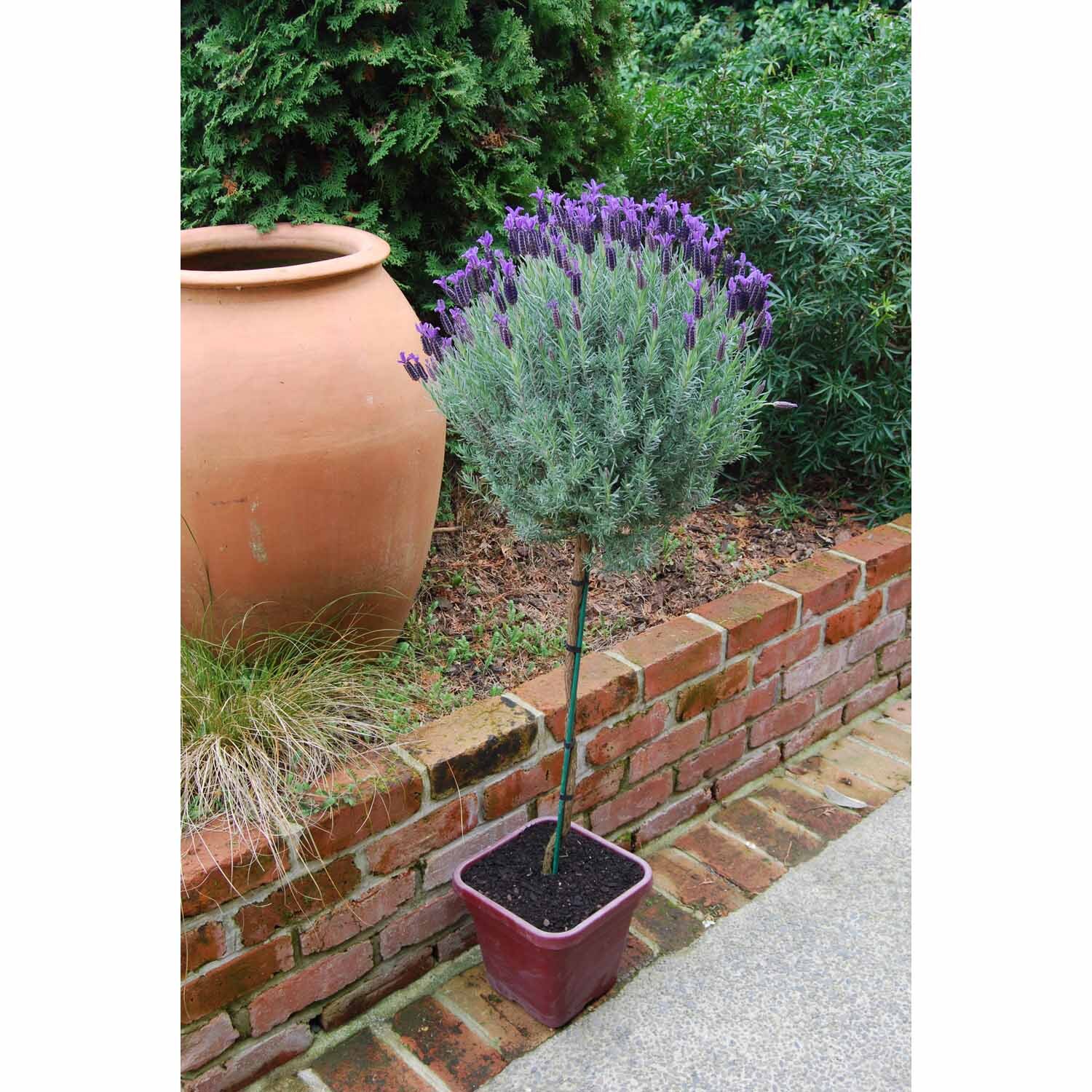 money tree cost Money Tree ( Pachira aquatica ) for Sale