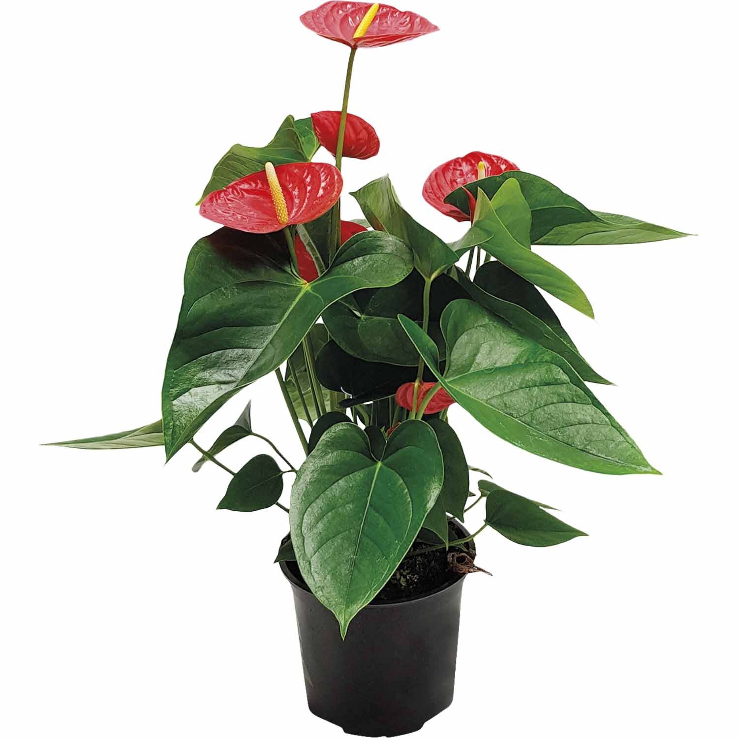 Enrich with Nature | Anthurium Andreanum 'Red Winner' | Mitre10