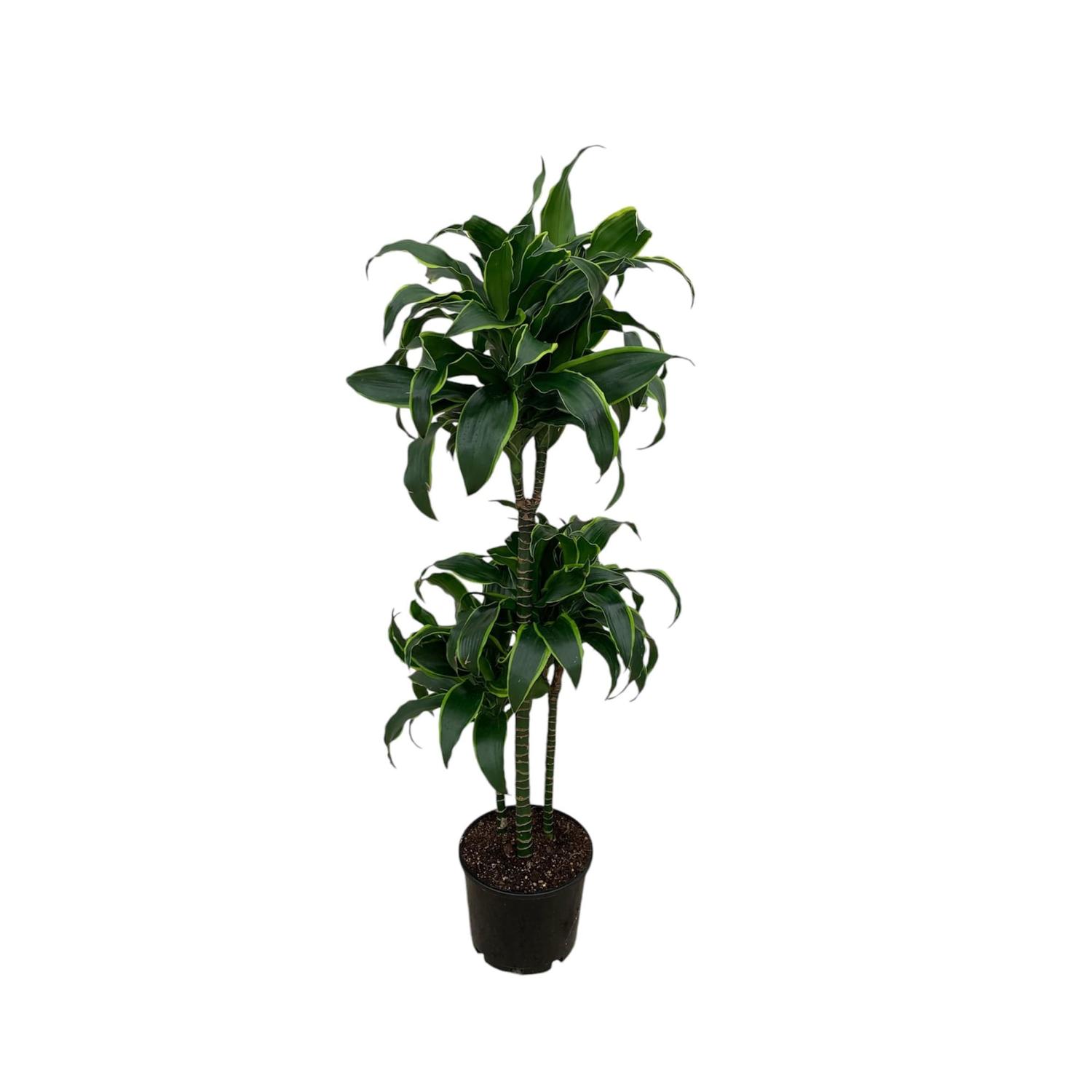Dracaena Der Dorado Triple Cane 20cm | Mitre10