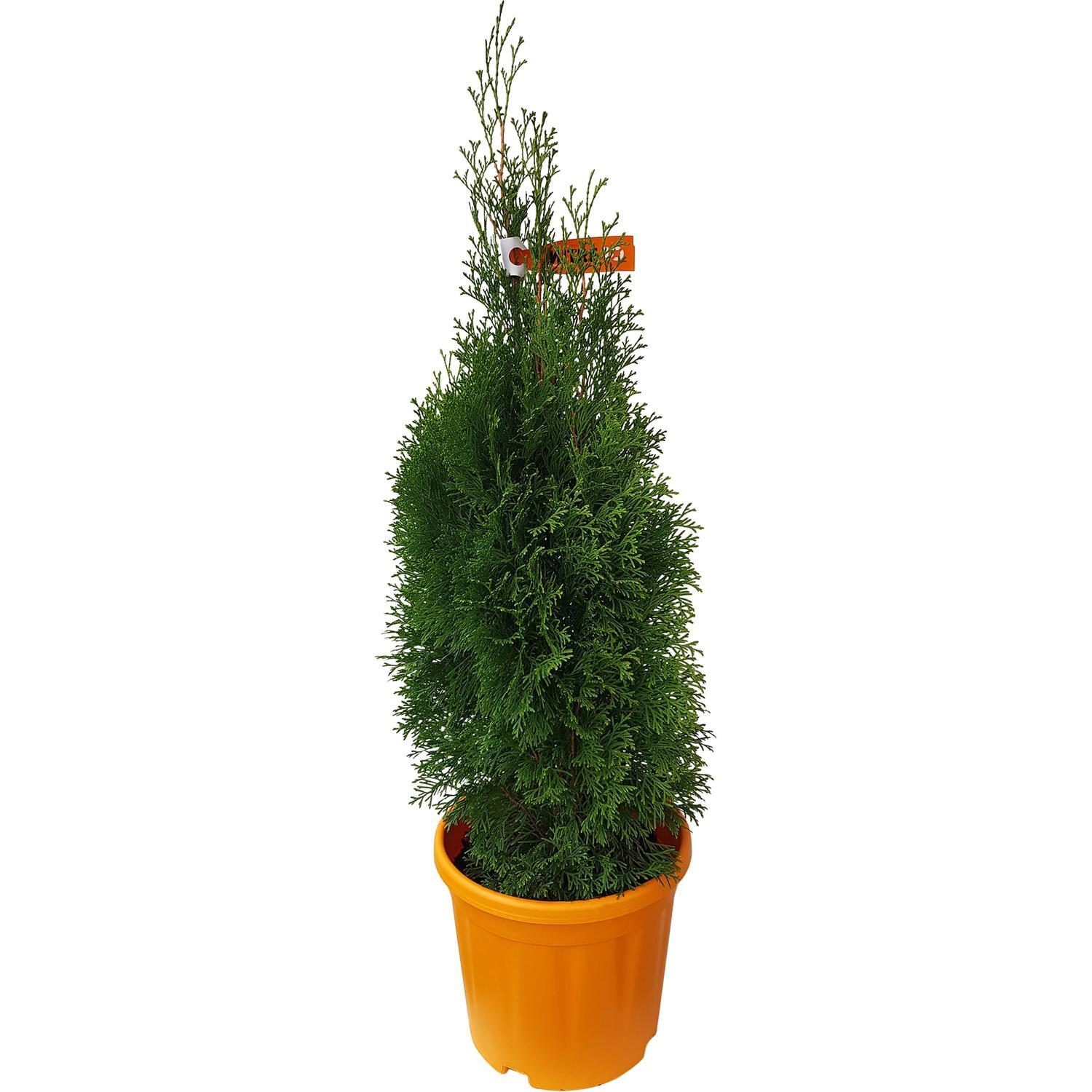 thuja smaragd wachstum pro jahr Thuja occidentalis 'Smaragd' Konifere (Lebensbaum) | 60-80 cm Im Topf main image 0