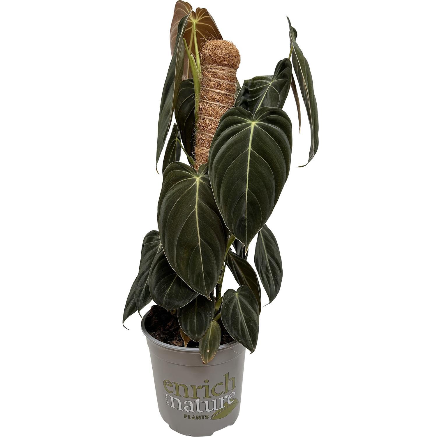 Enrich with Nature | Philodendron Melanochrysum 17cm | Mitre10
