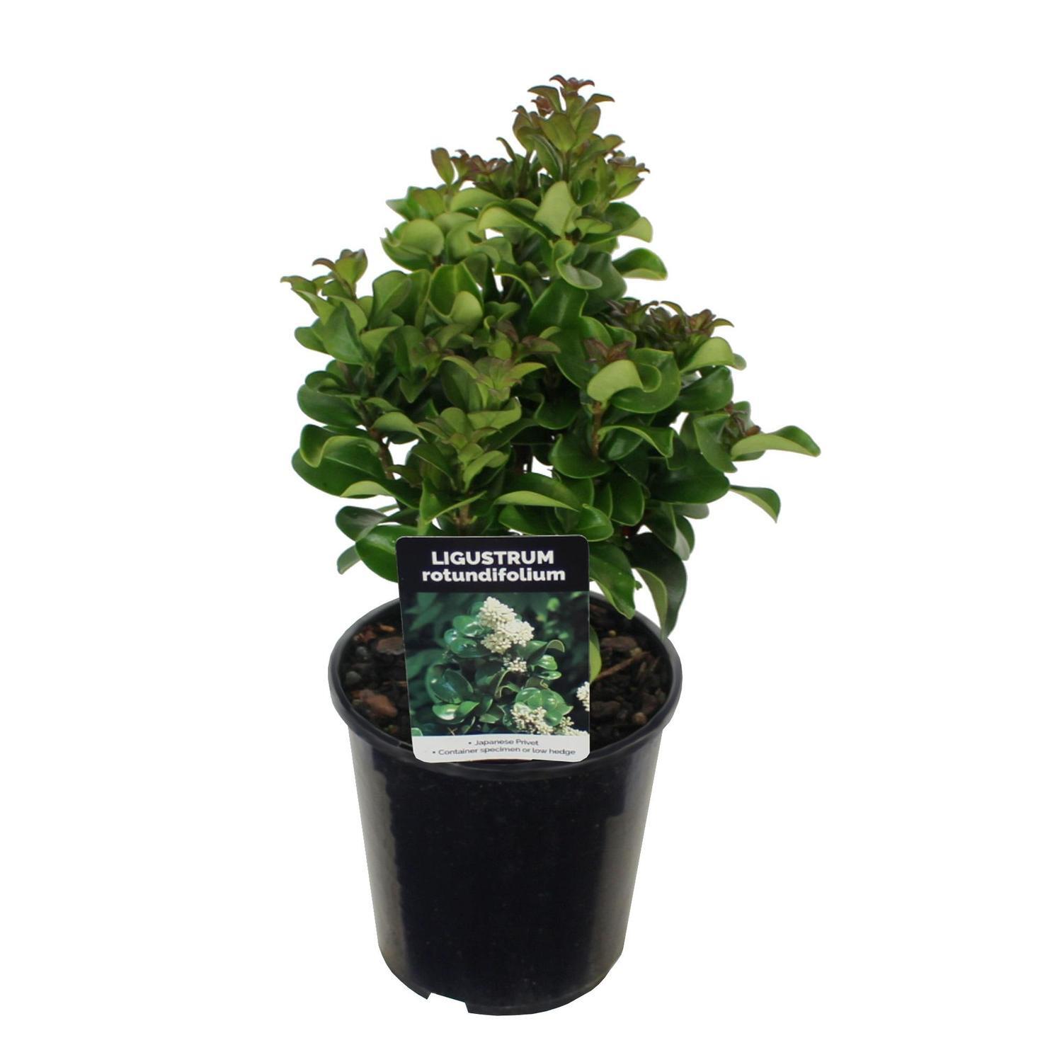 Ligustrum japonicum Rotundifolium 2 litre | Mitre10