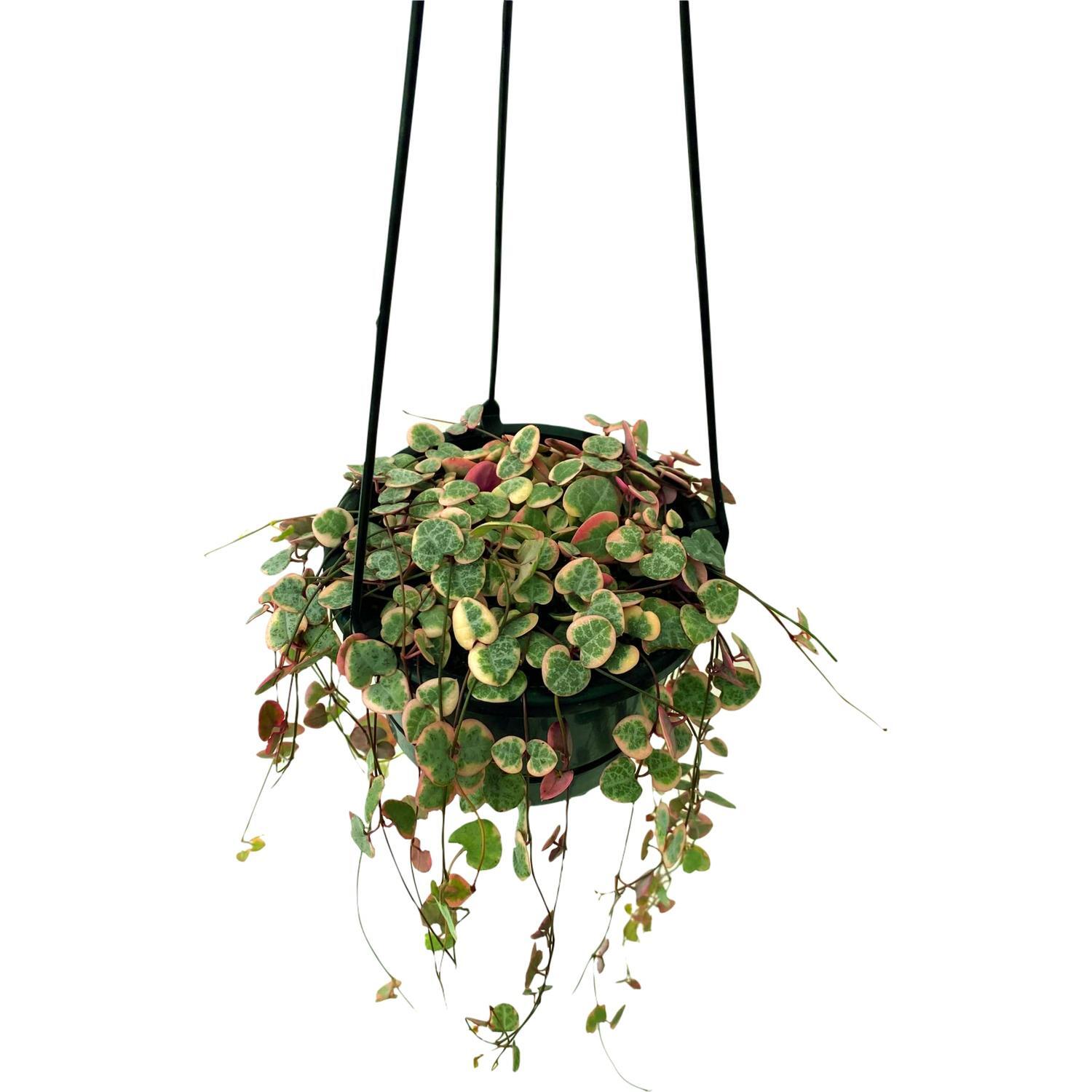 Variegated Chain of Hearts Basket 13cm | Mitre10