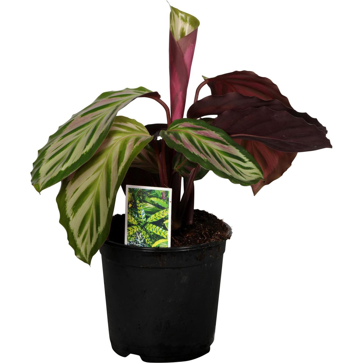 Gellerts | Calathea Angela 14cm | Mitre10