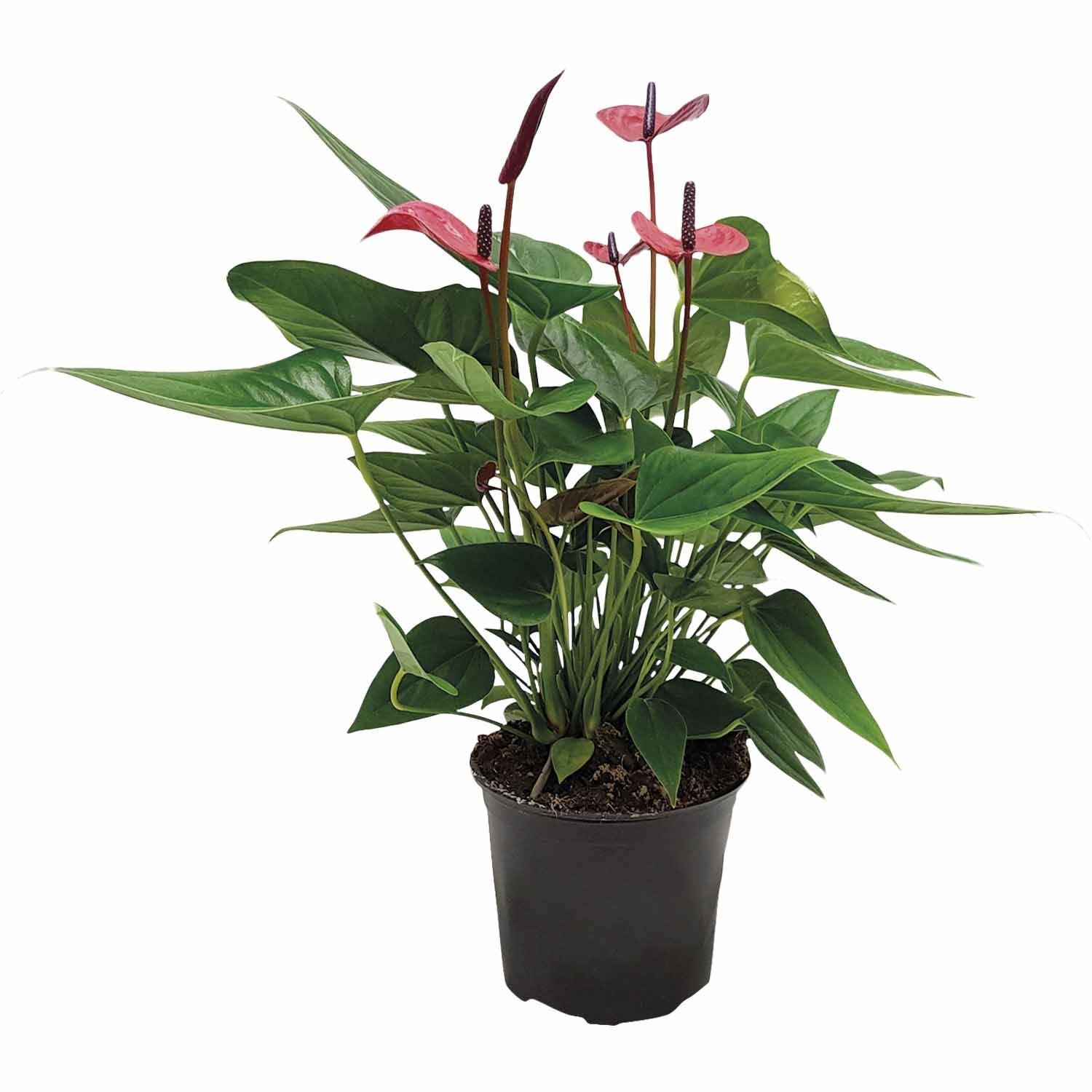 artificial hanging plant 36 Summer Artificial Fittonia Hanging Bush Plant (Set of 2)