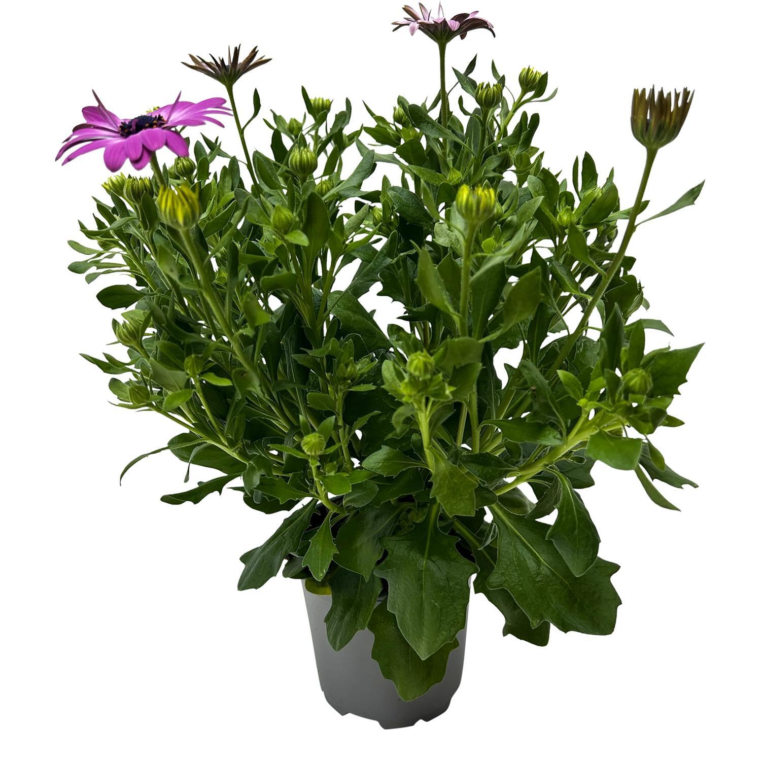 Harmony | Osteospermum Margarita 13cm Assorted | Mitre10