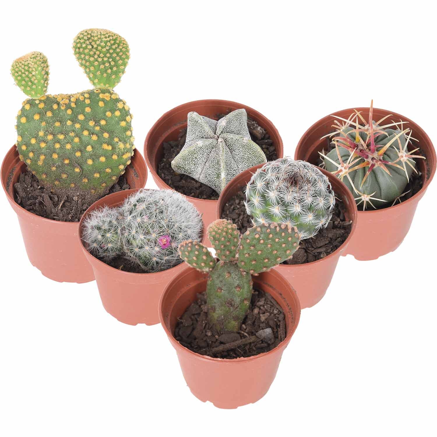 Castle Rock Cacti Assorted