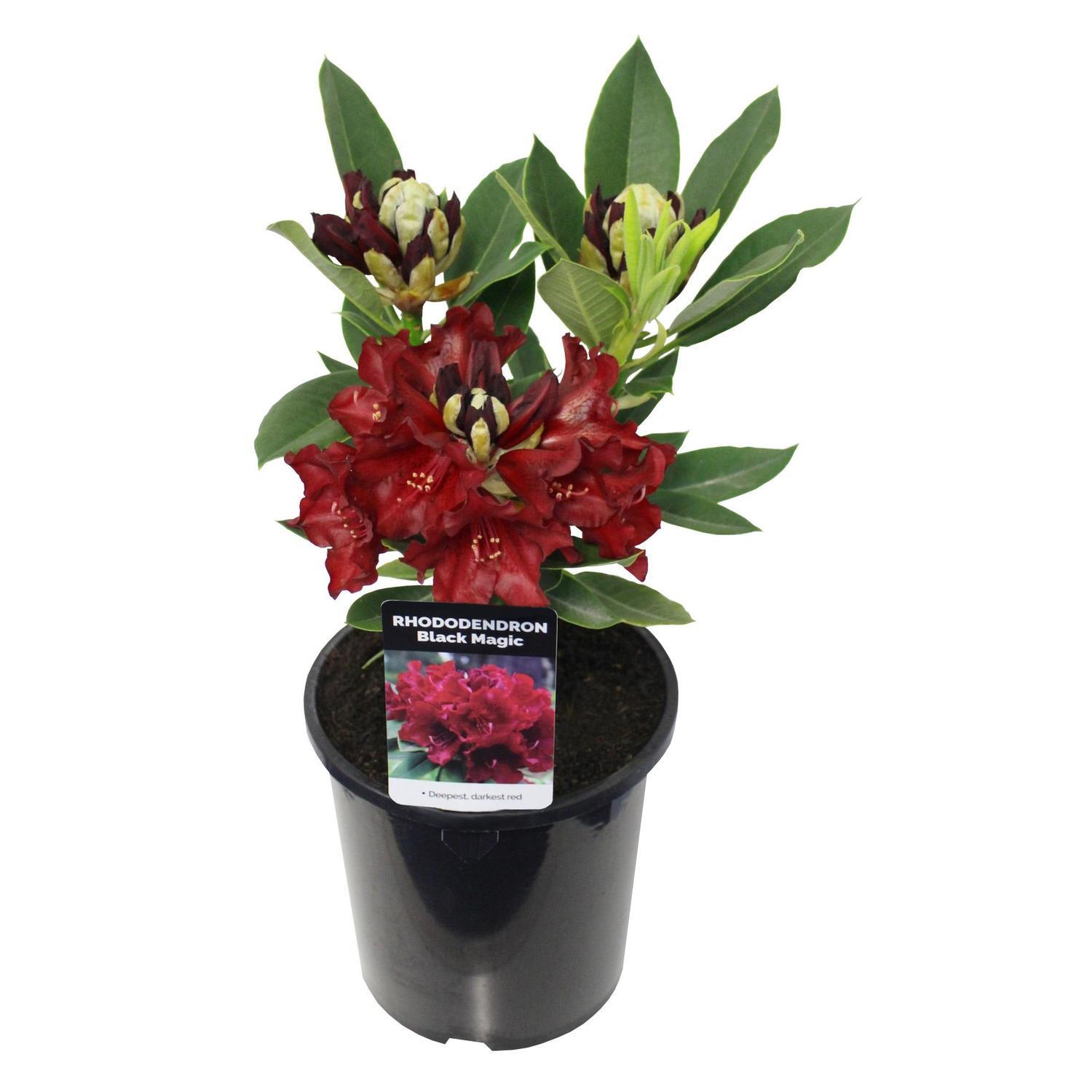 Rhododendron 'Black Magic' 2.5 litre | Mitre10