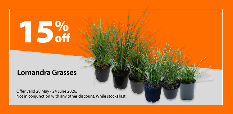 Lomandra Grasses, 15% off. Offer valid 28 May - 24 June 2026. Not in conjunction with any other discount. While stocks last.