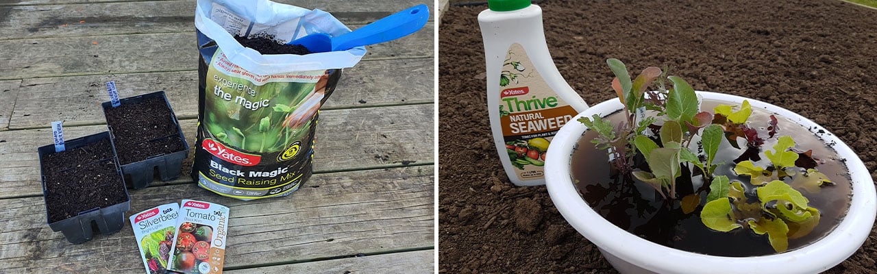 Seed raising mix and seedlings