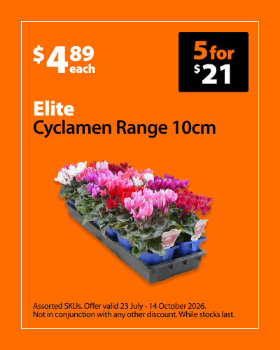 Elite Cyclamen Range 10cm, $4.89 each, 5 for $21. Assorted SKUs. Offer valid 23 July - 14 October 2026. Not in conjunction with any other discount. While stocks last.