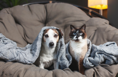 A cat and dog under blankets