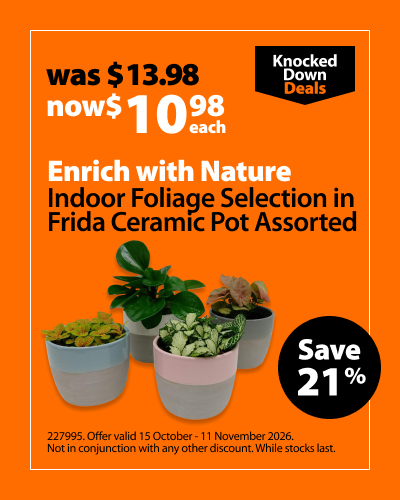 Enrich with Nature Indoor Foliage Selection in Frida Ceramic Pot Assorted, was $13.98 now $10.98 each. Knocked Down Deals offer valid 15 October - 11 November 2026. Not in conjunction with any other discount. While stocks last.