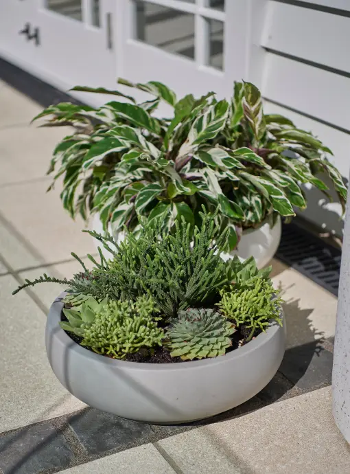 Planted bowl with herbs and succulents on a paved surface