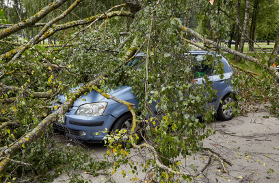 Car under a felled tree
