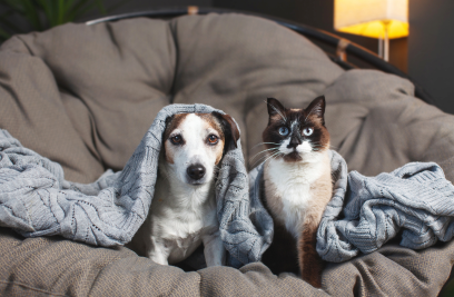 Pets