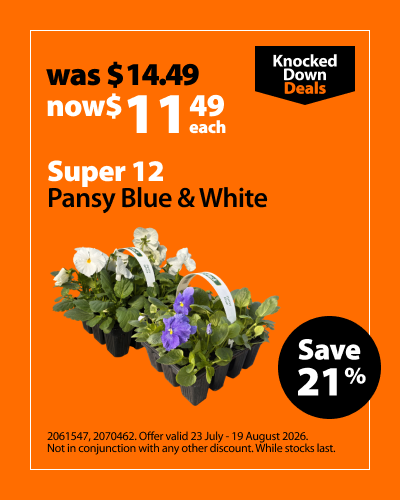Super 12 Pansy Blue & White, was $14.49 now $11.49 each, save 21%. Knocked Down Deals offer valid 23 July - 19 August 2026. Not in conjunction with any other discount. While stocks last.