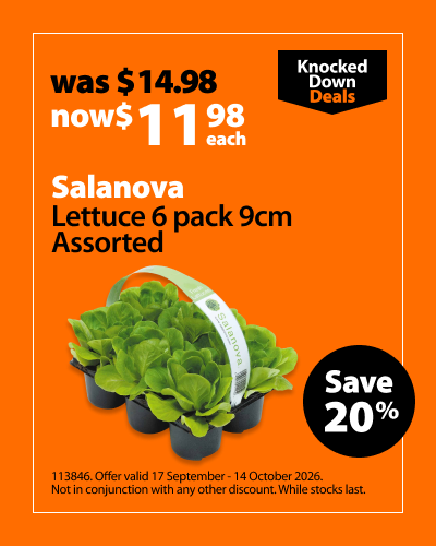 Salanova Lettuce 6 Pack 9cm Assorted, was $14.98 now $11.98 each, save 20%. Knocked Down Deals offer valid 17 September - 14 October 2026. Not in conjunction with any other discount. While stocks last.