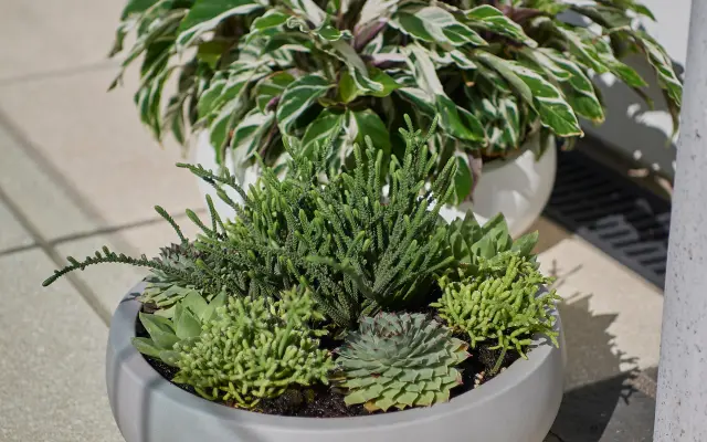 Planted bowl with herbs and succulents
