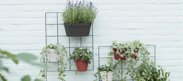 Wall mounted planters filled with herbs and trailing greenery