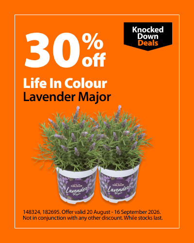 Life In Colour Lavender Major, 30% off. Knocked Down Deals offer valid 20 August - 16 September 2026. Not in conjunction with any other discount. While stocks last.