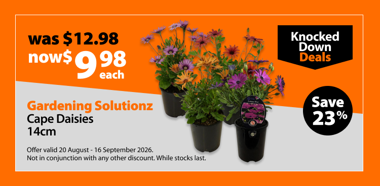 Gardening Solutionz Cape Daisies 14cm, was $12.98 now $9.98 each, save 23%. Knocked Down Deals offer valid 20 August - 16 September 2026. Not in conjunction with any other discount. While stocks last.