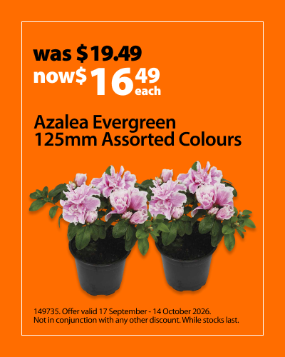 Azalea Evergreen 125mm Assorted Colours, was $19.49 now $16.49 each. Offer valid 17 September - 14 October 2026. Not in conjunction with any other discount. While stocks last.