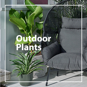 Outdoor Plants