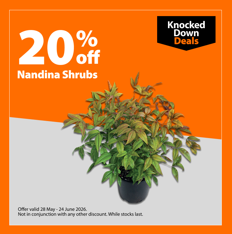 Nandina Shrubs, 20% off. Knocked Down Deals offer valid 28 May – 24 June 2026. Not in conjunction with any other discount. While stocks last.