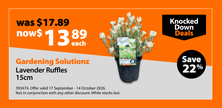 Gardening Solutionz Lavender Ruffles 15cm, was $17.89 now $13.89 each. Knocked Down Deals offer valid 17 September - 14 October 2026. Not in conjunction with any other discount. While stocks last.
