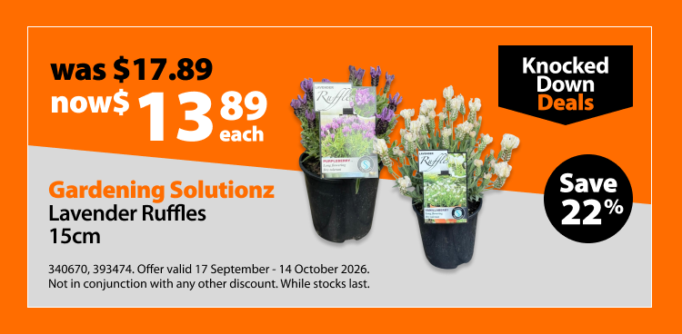 Gardening Solutionz Lavender Ruffles 15cm, was $17.89 now $13.89 each. Knocked Down Deals offer valid 17 September - 14 October 2026. Not in conjunction with any other discount. While stocks last.