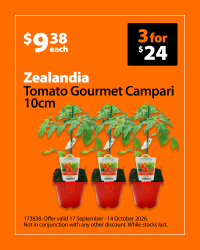Zealandia Tomato Gourmet Campari 10cm, $9.38 each or 3 for $24. Offer valid 17 September - 14 October 2026. Not in conjunction with any other discount. While stocks last.