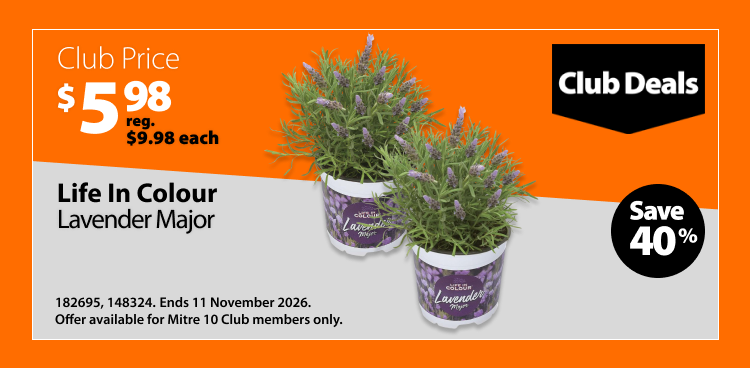 Life In Colour Lavender Major, Club Price $5.98, regular price $9.98 each, save 40%. Club Deals offer valid until 11 November 2026. Offer available for Mitre 10 Club members only.